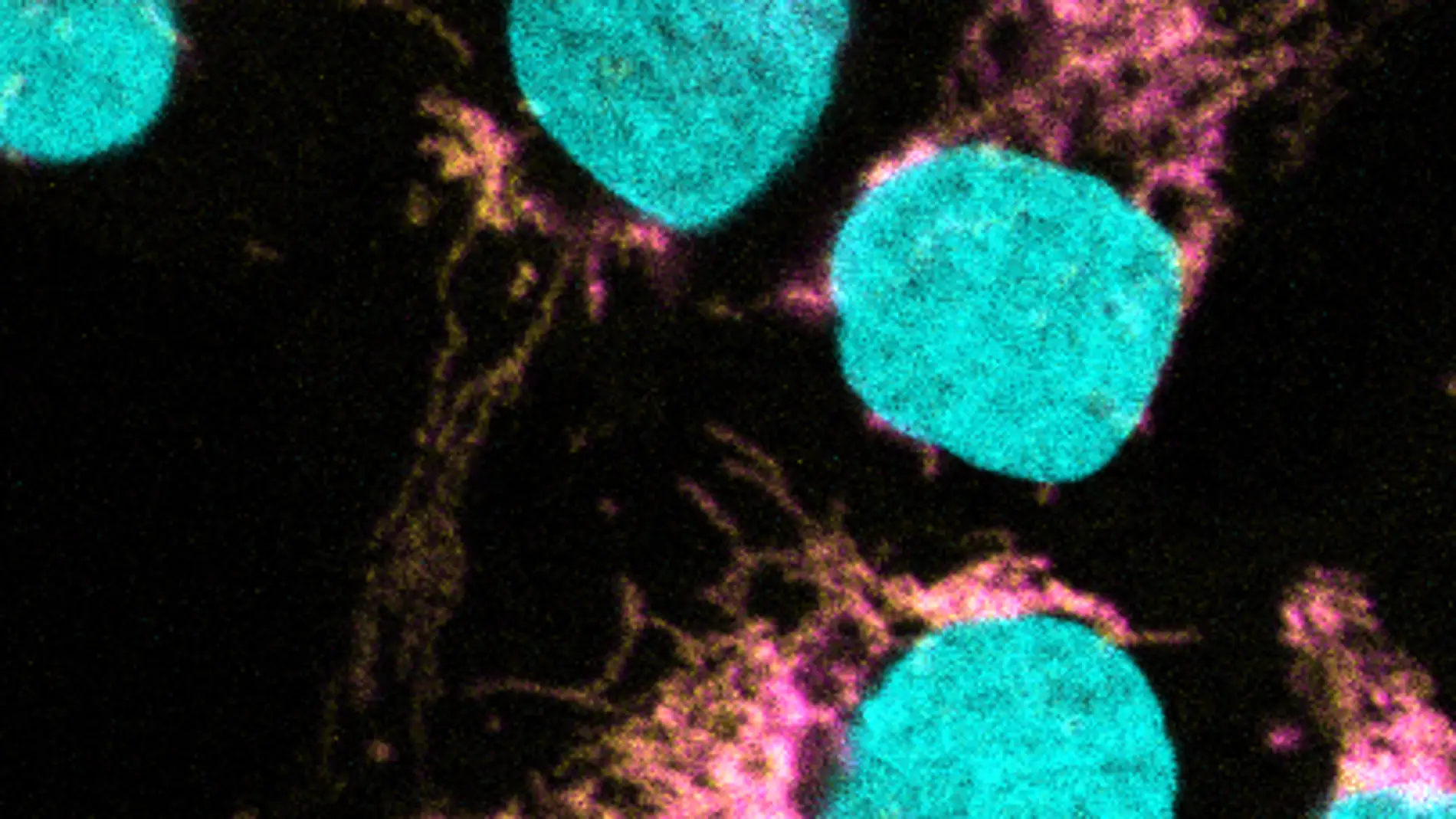 Identificado un actor clave en el metabolismo celular