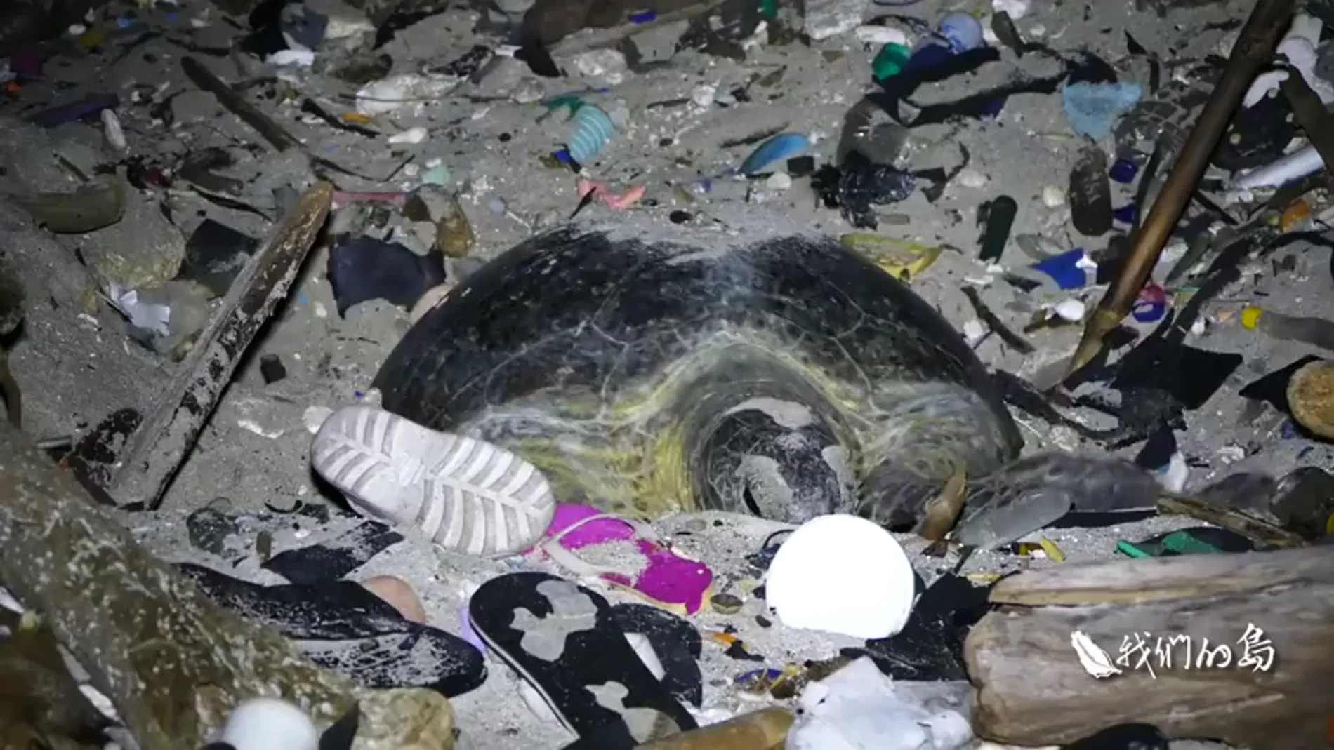 Las indignantes imágenes de una tortuga intentando anidar en una playa llena de basura