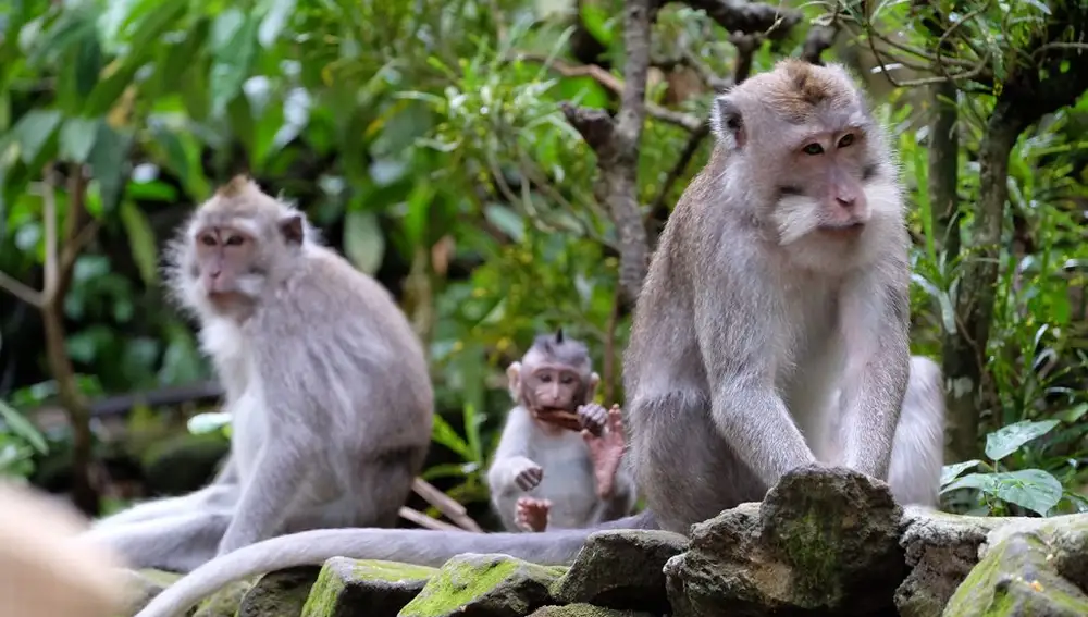 El Bosque de los Monos. Ubud, Bali
