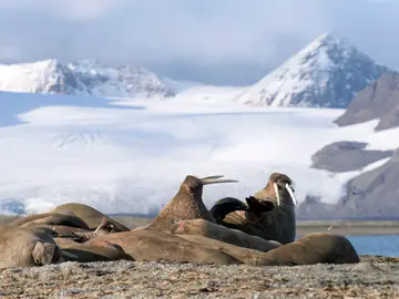 Los mamíferos prefieren mantener a sus bebés en el lado izquierdo Los mamíferos prefieren mantener a sus bebés en el lado izquierdo