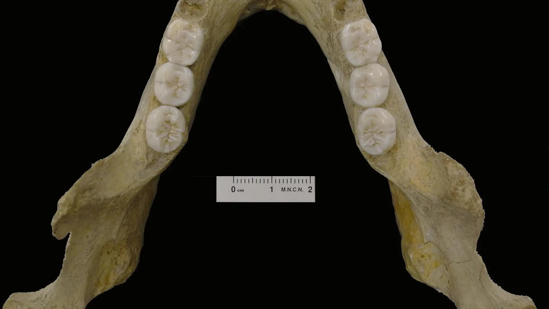 Esta mandibula desvela la complejidad del origen neandertal