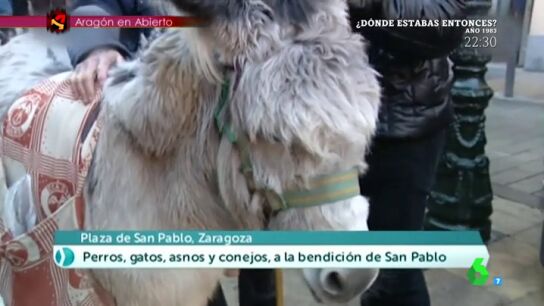 Una burra que se llama 'Chenoa'