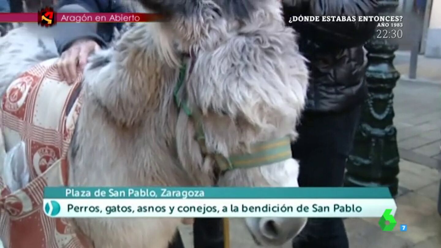 Una burra que se llama 'Chenoa'