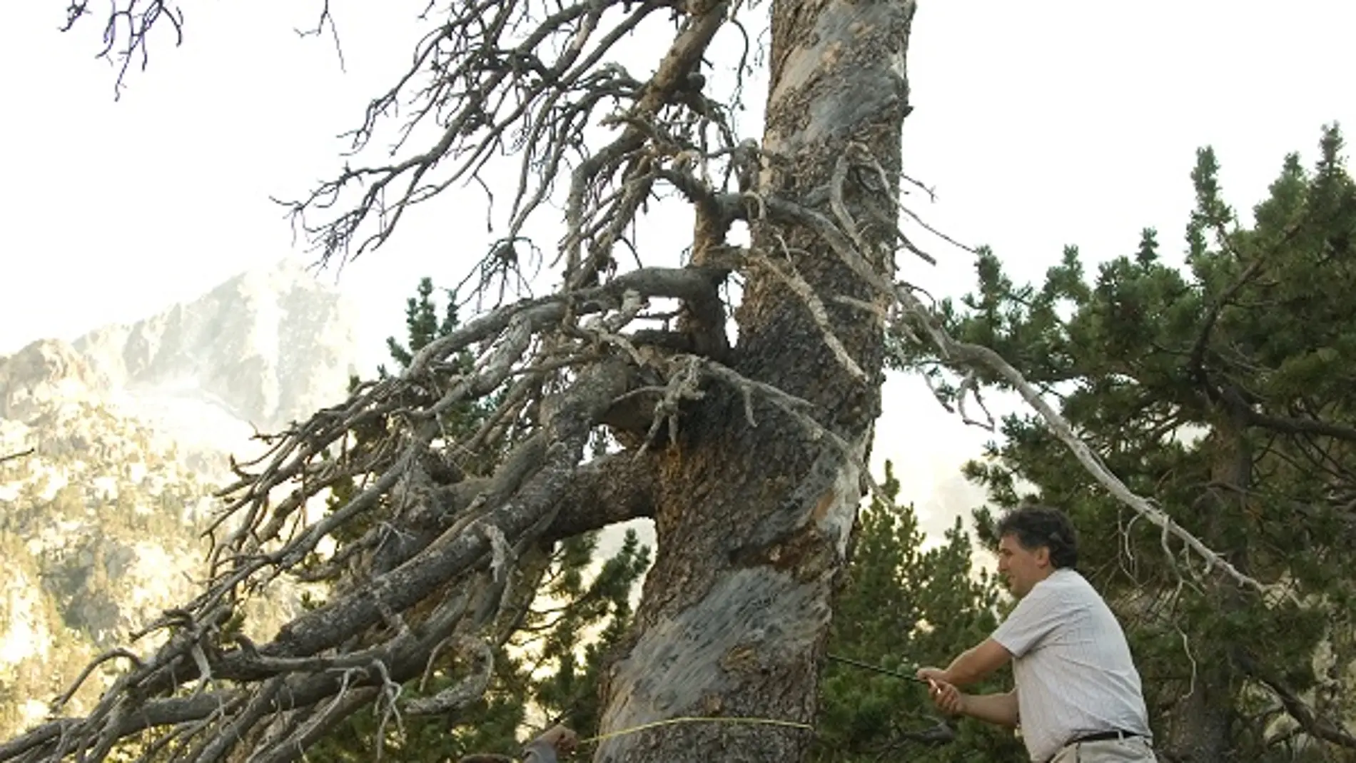 Extracción de un testigo de madera para el análisis de anillos anuales de crecimiento en un pino negro en el parque nacional de Aigüestortes i Estany de Sant Maurici Parque Nacional (imagen: Emilia Gutiérrez y J.Julio Camarero)..