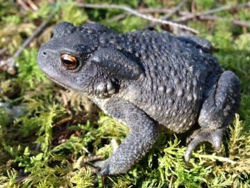 La hibridacion entre sapos ayuda a entender el origen de nuevas especies La hibridacion entre sapos ayuda a entender el origen de nuevas especies