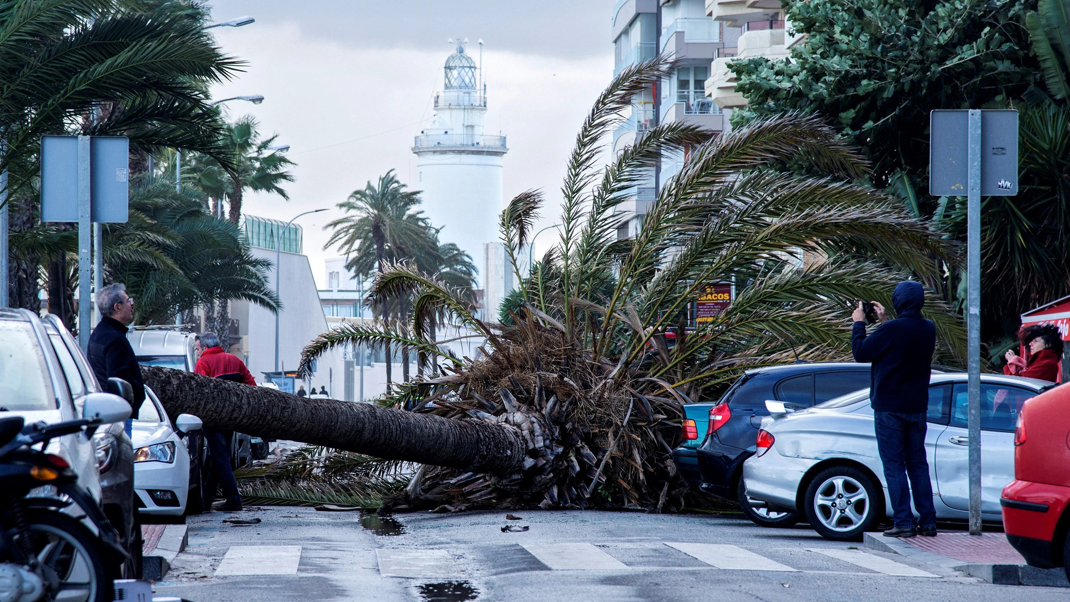 Palmera caída sobre tres vehículos en el Paseo Marítimo Ciudad de Melilla 