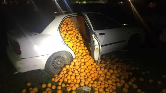 Las naranjas robadas en unos de los vehículos Las naranjas robadas en unos de los vehículos