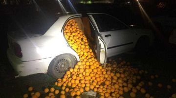 Las naranjas robadas en unos de los vehículos
