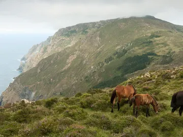 Acantilados. Serra da Capelada Acantilados. Serra da Capelada