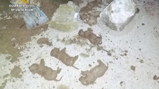 Los cachorros muertos tras ser desenterrados