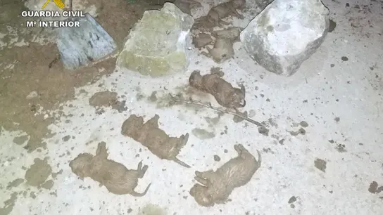Los cachorros muertos tras ser desenterrados Los cachorros muertos tras ser desenterrados