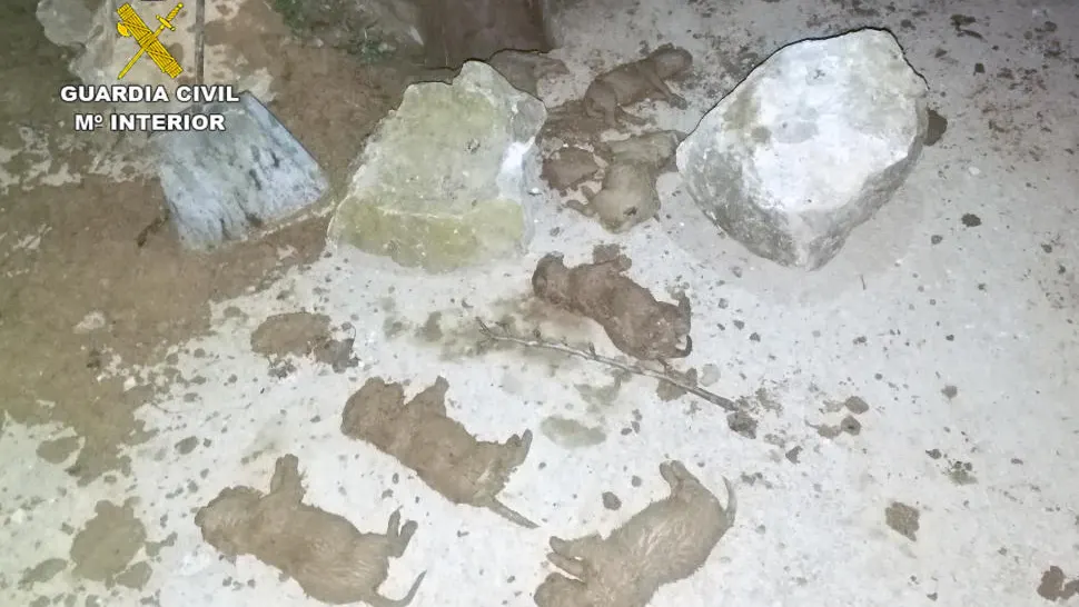 Los cachorros muertos tras ser desenterrados