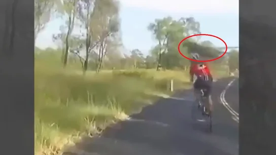 Canguricidio Canguricidio