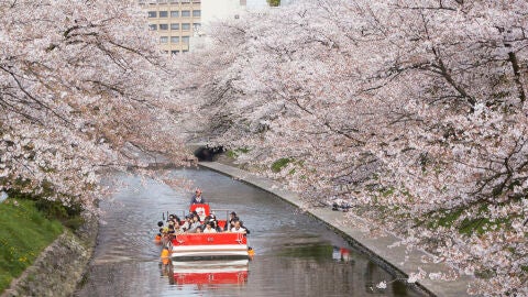 Comienza la floración del cerezo en Japón