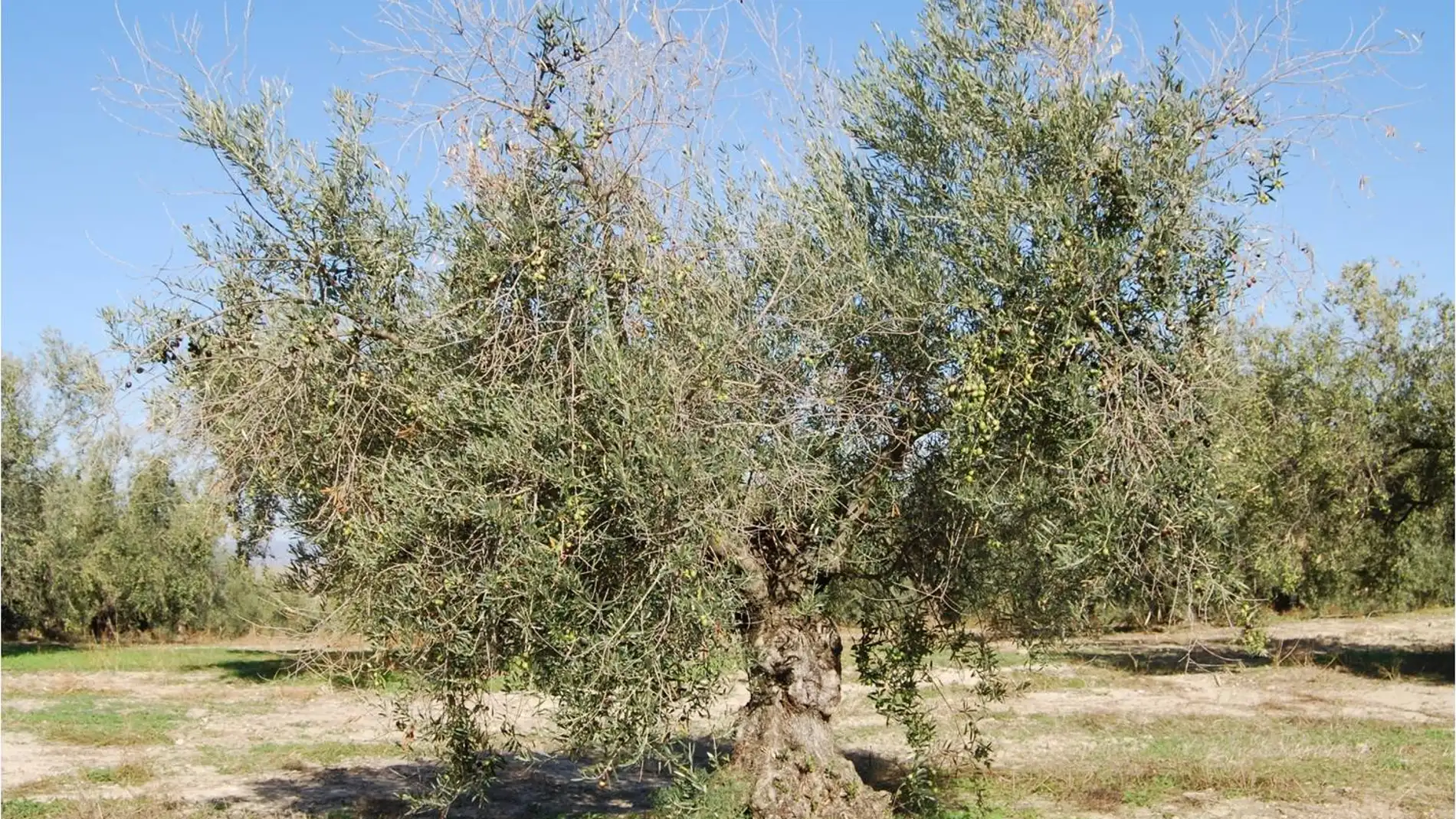 Un estudio estrecha el cerco a una enfermedad de la aceituna