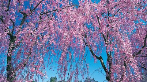 Comienza la floración del cerezo en Japón