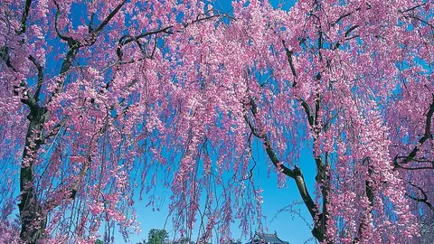 Hirosaki. Prefectura Aomori Comienza la floración del cerezo en Japón