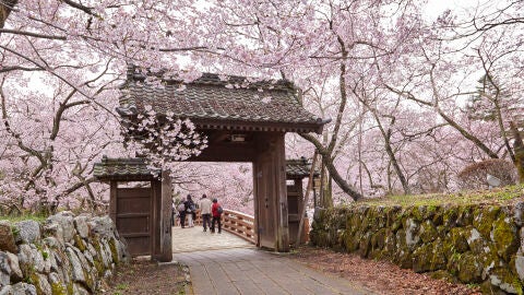 Comienza la floración del cerezo en Japón