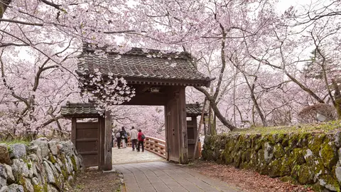 Parque Castillo Takato. Prefectura Nagan ©JNTO Comienza la floración del cerezo en Japón
