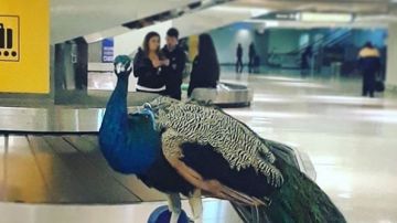 Dexter, el pavo real