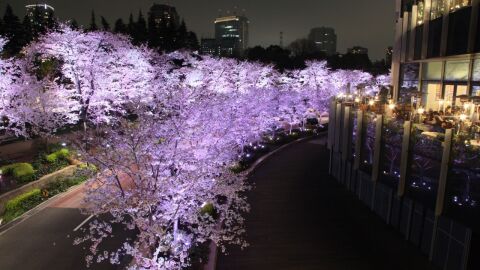 Comienza la floración del cerezo en Japón 