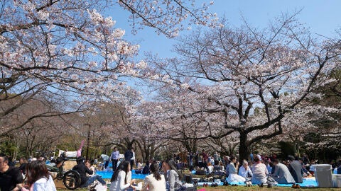 Comienza la floración del cerezo en Japón