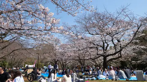 Parque Yoyogi. Tokio Comienza la floración del cerezo en Japón