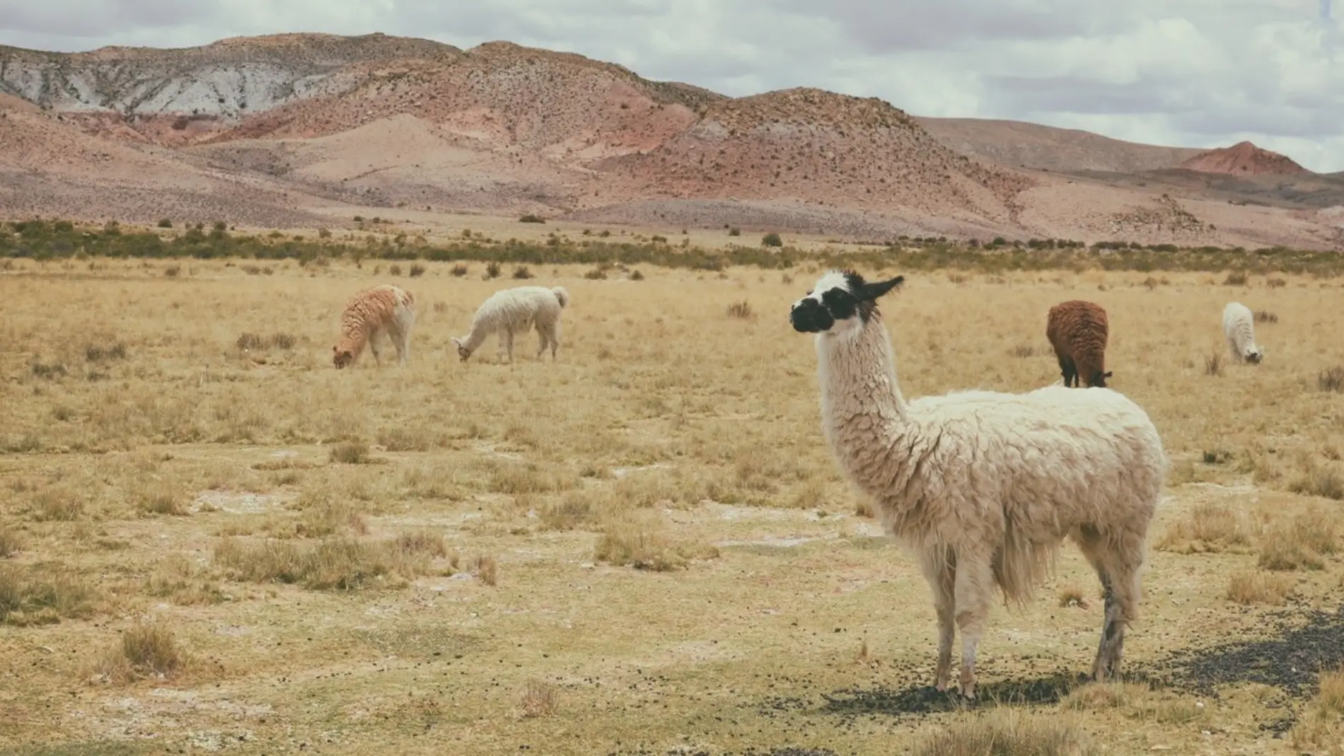 Los animales no se distribuyen igual en el norte que en el resto del planeta