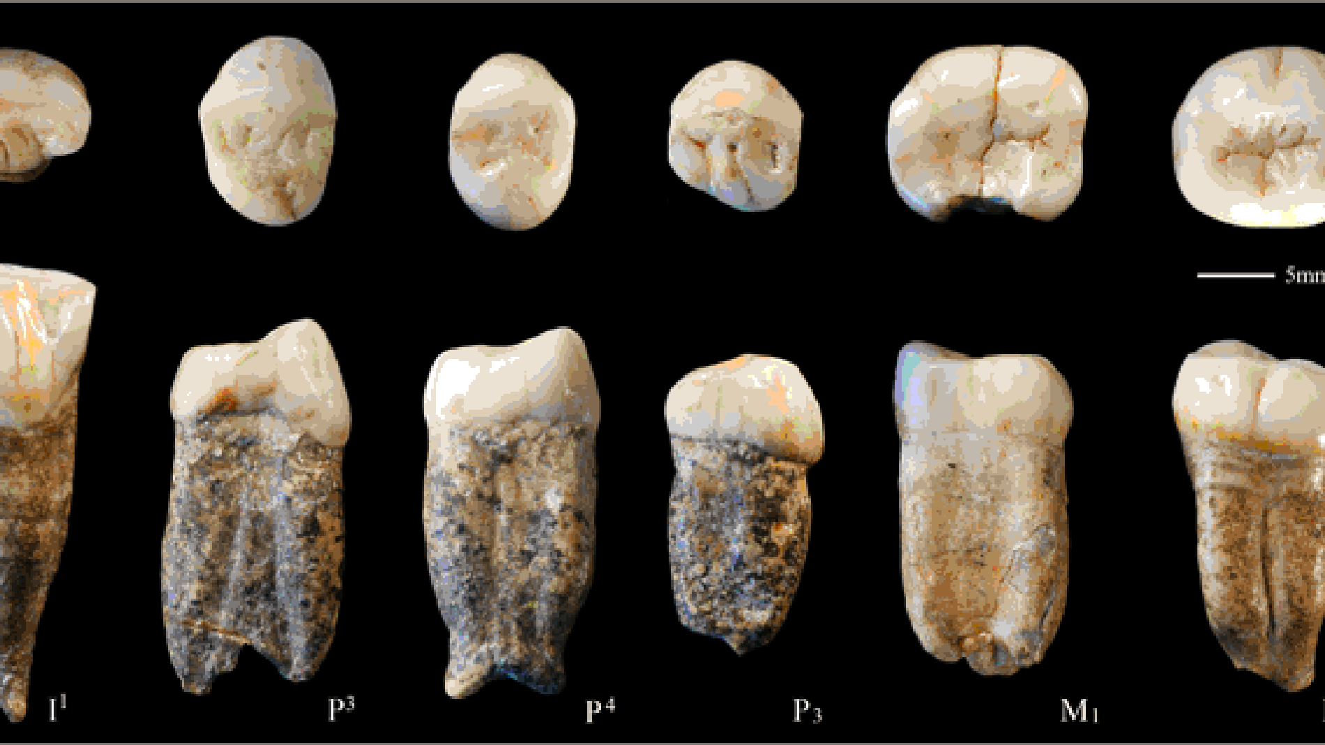 Primer estudio de los unicos fosiles conservados del hombre de Pekin