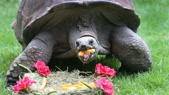 Imagen de archivo de una tortuga Imagen de archivo de una tortuga