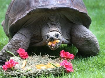 Imagen de archivo de una tortuga Imagen de archivo de una tortuga