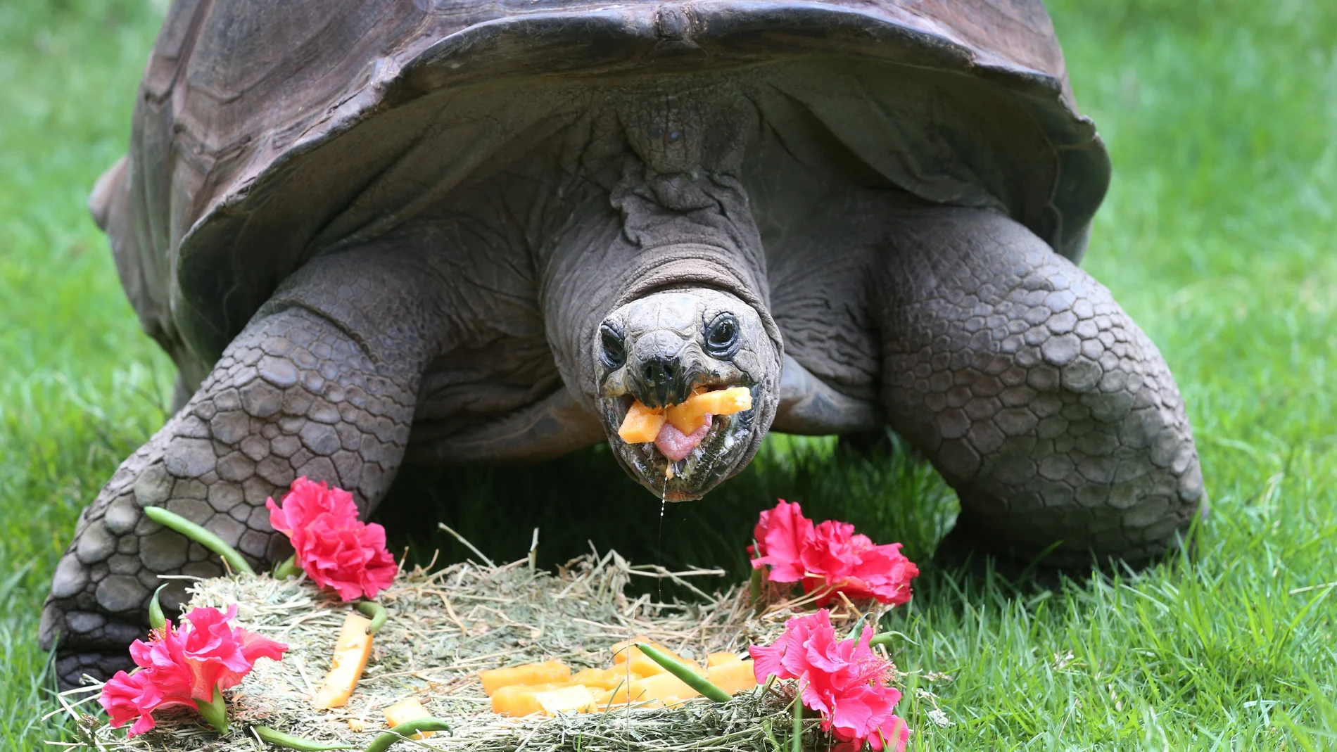 Imagen de archivo de una tortuga