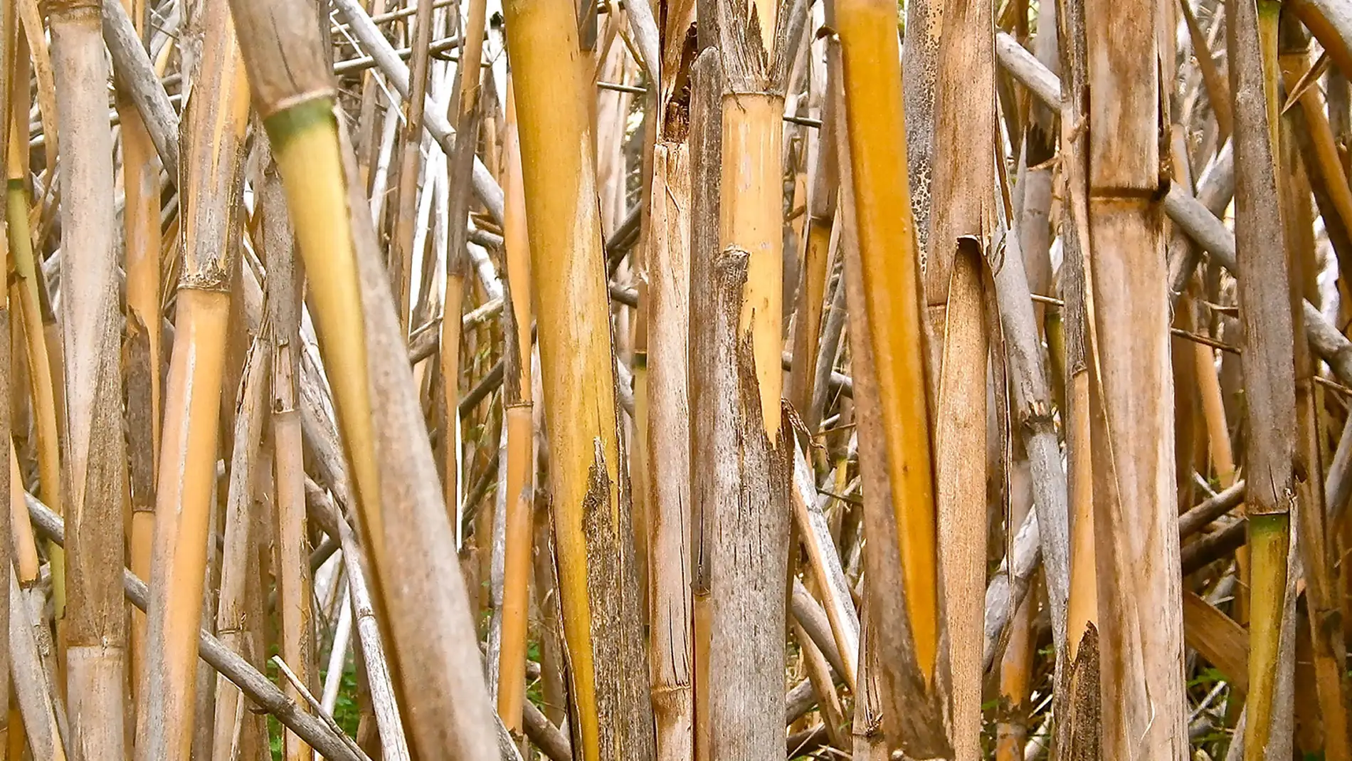 Canas para fabricar tableros de madera mas sostenibles