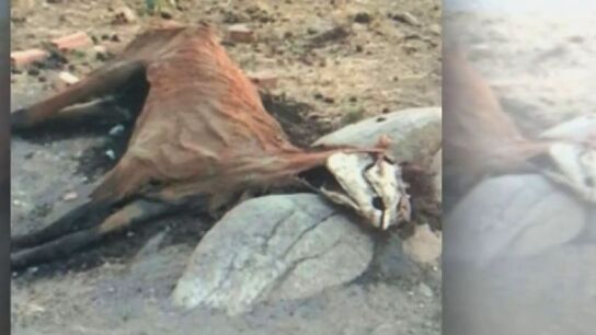 Cad&aacute;ver de un caballo