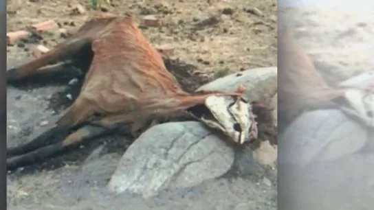 Cadáver de un caballo Cadáver de un caballo