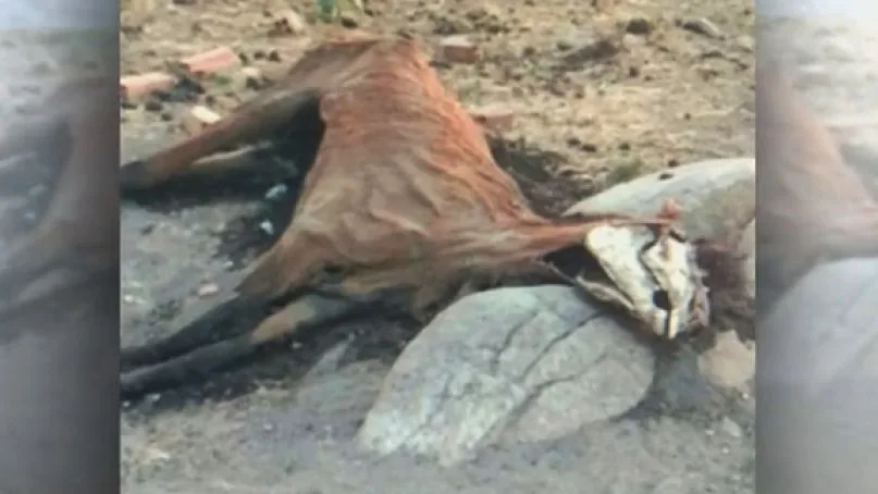 Cadáver de un caballo