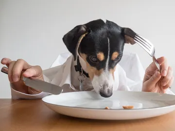 La carne cruda es un riesgo para tu perro La carne cruda es un riesgo para tu perro