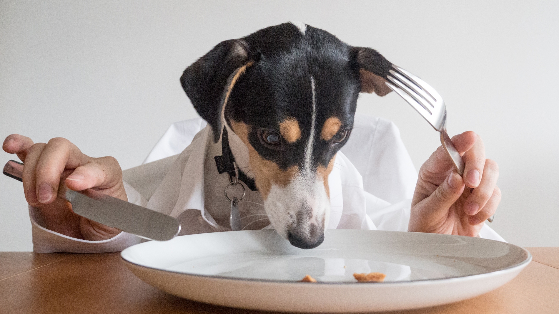 La carne cruda es un riesgo para tu perro