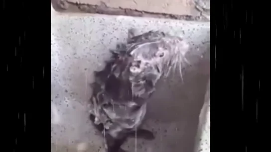 Un roedor 'duchándose', la última sensación viral que esconde un cruel caso de maltrato Un roedor 'duchándose', la última sensación viral que esconde un cruel caso de maltrato