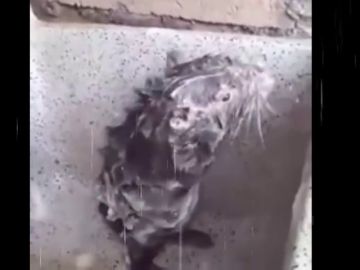 Un roedor 'duchándose', la última sensación viral que esconde un cruel caso de maltrato Un roedor 'duchándose', la última sensación viral que esconde un cruel caso de maltrato