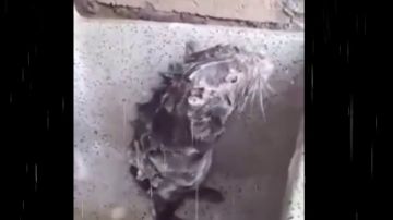 Un roedor 'duchándose', la última sensación viral que esconde un cruel caso de maltrato