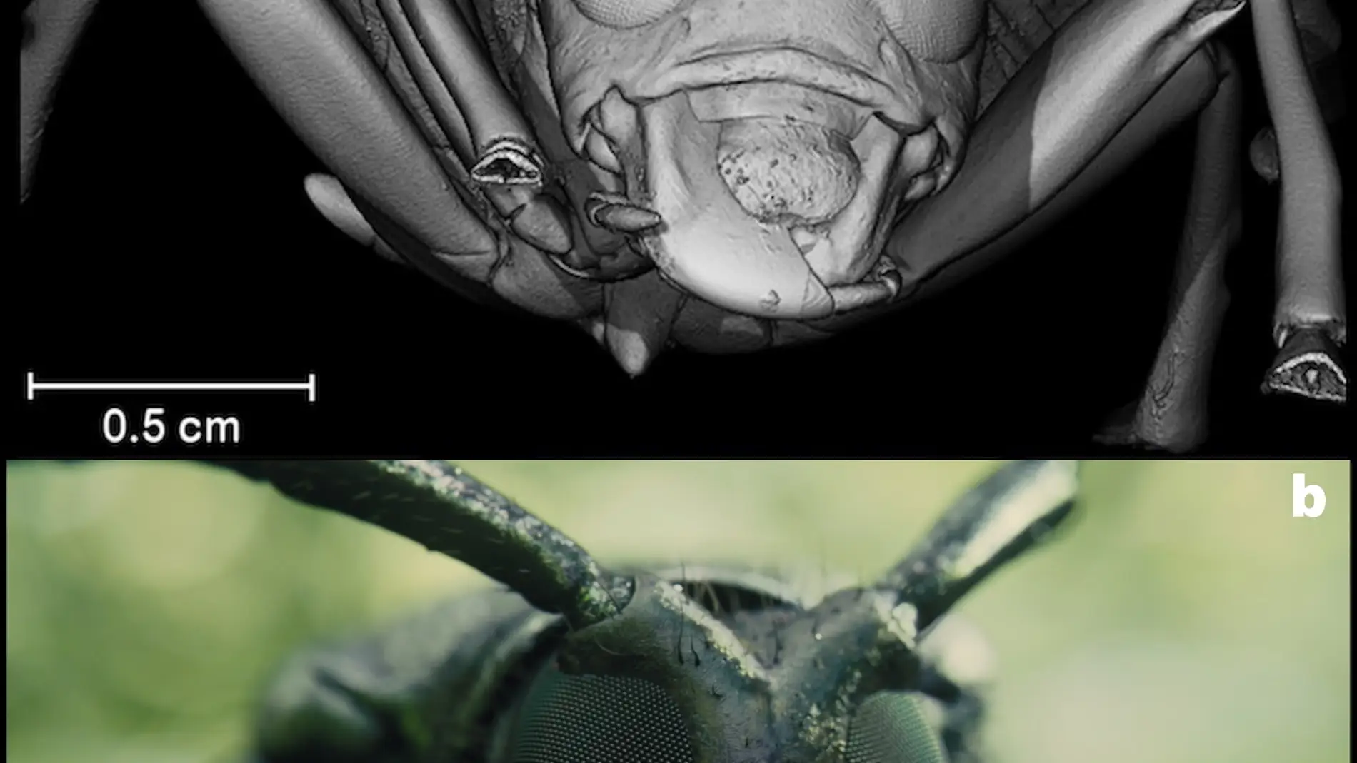 La pelicula Blade Runner 2049 uso escarabajos en 3D realizados en Espana