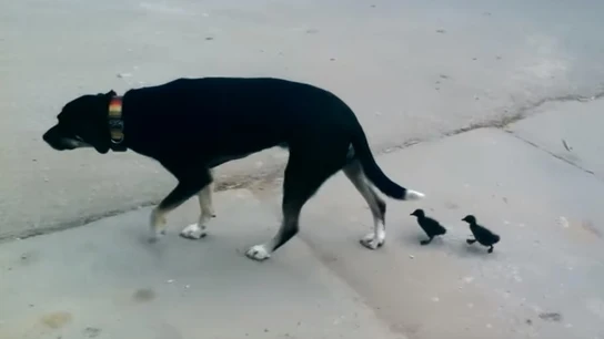 El perro y los dos patitos El perro y los dos patitos