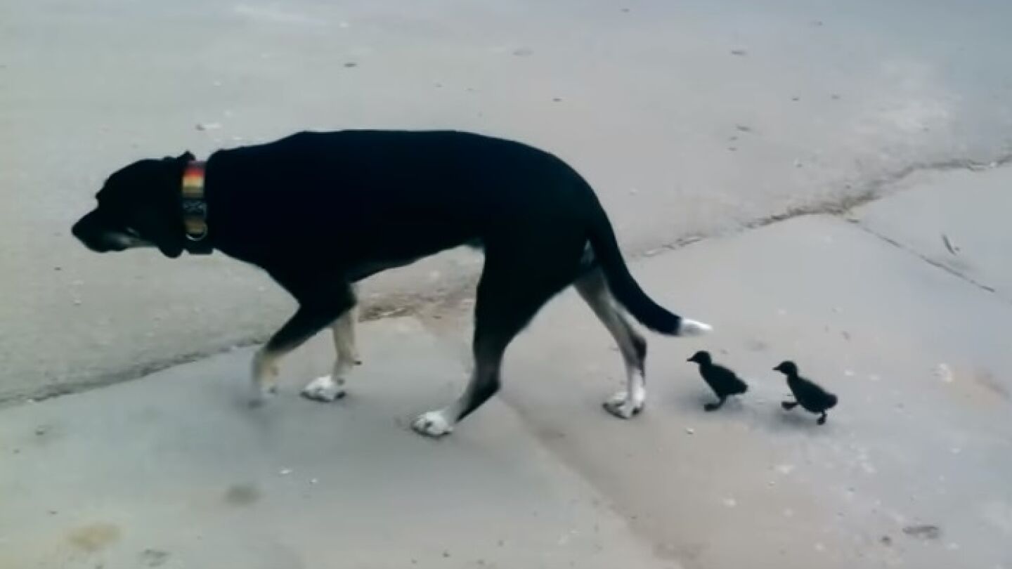 El perro y los dos patitos