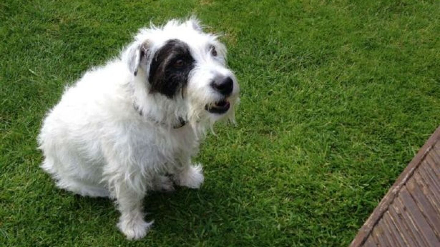 Foto de Bobby, el perro atacado por otros dos en la calle