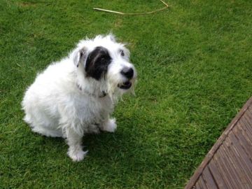 Foto de Bobby, el perro atacado por otros dos en la calle Foto de Bobby, el perro atacado por otros dos en la calle