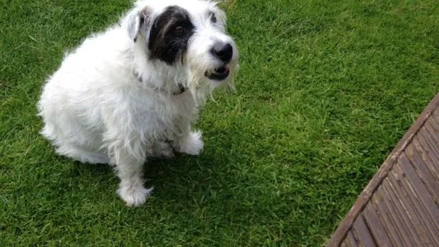 Foto de Bobby, el perro atacado por otros dos en la calle