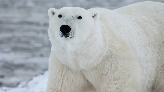 Foto de archivo de un oso polar Foto de archivo de un oso polar
