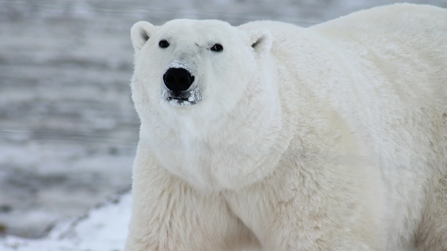 Foto de archivo de un oso polar Foto de archivo de un oso polar