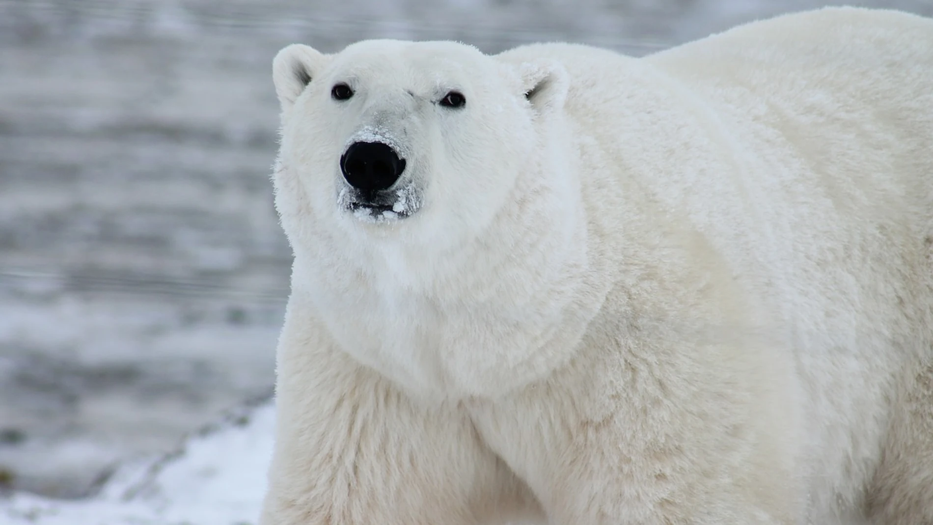 Foto de archivo de un oso polar